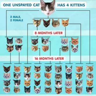 price to neuter a male cat